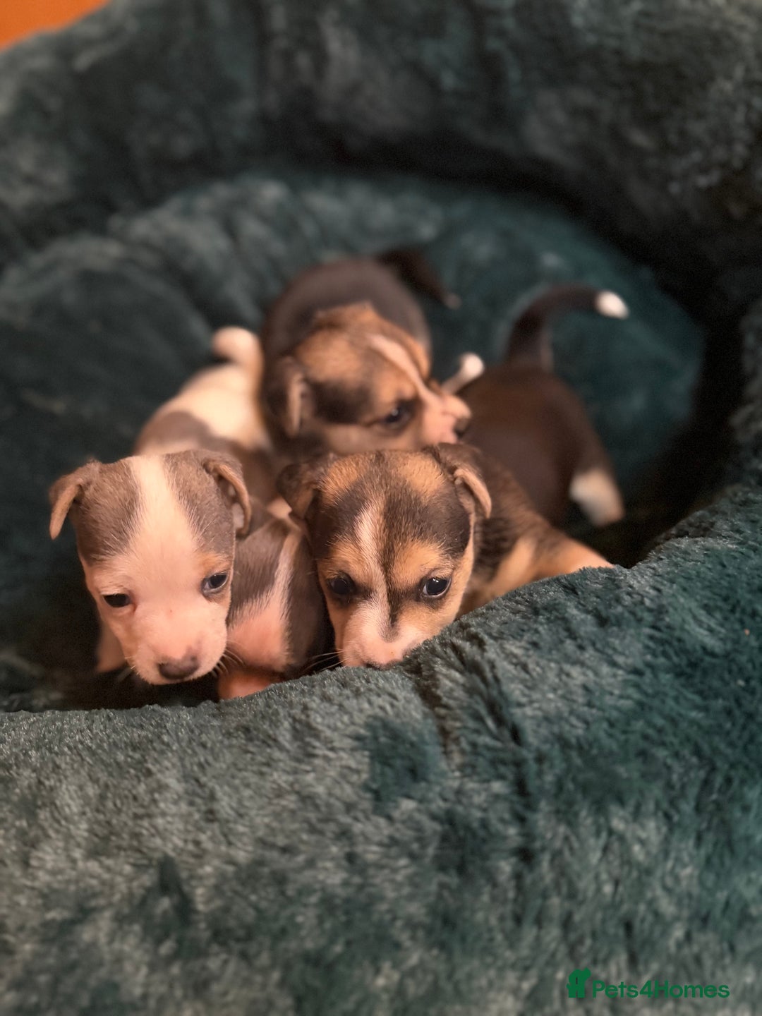 Jack Russell dogs for sale: Miniature jack Russell’s  - Advert 3