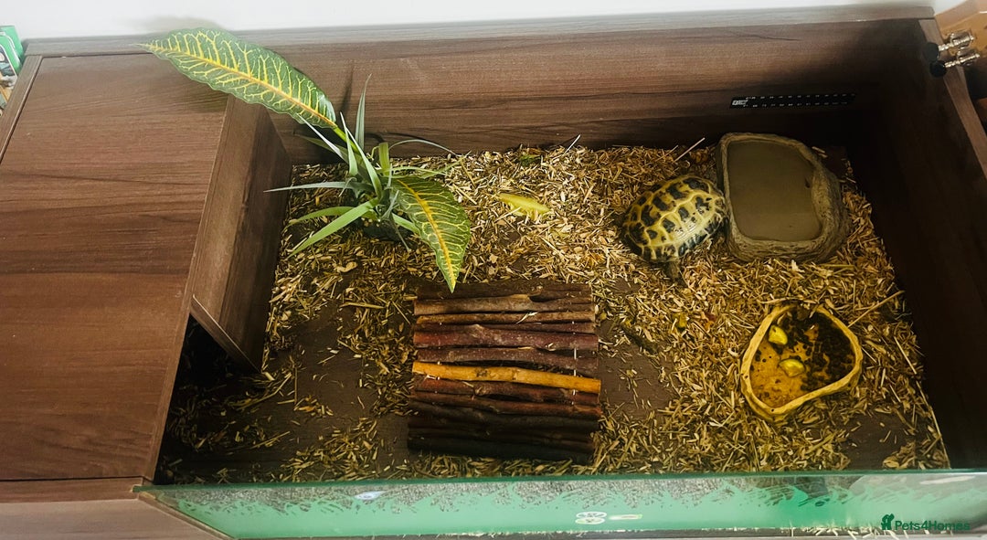 Tortoise reptiles for sale: Tortoise for sale - Advert 2