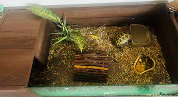 Tortoise reptiles Tortoise for sale - Advert 7