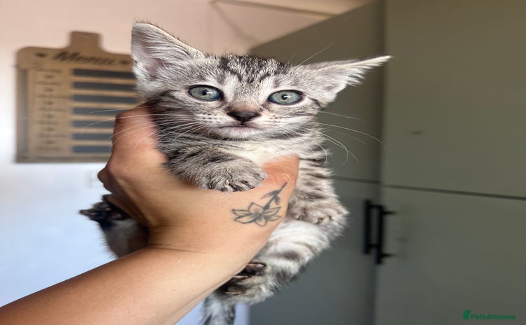 Mixed Breed cats - Advert 13