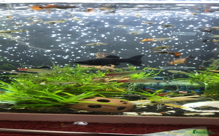 Barbs fish - Advert 1