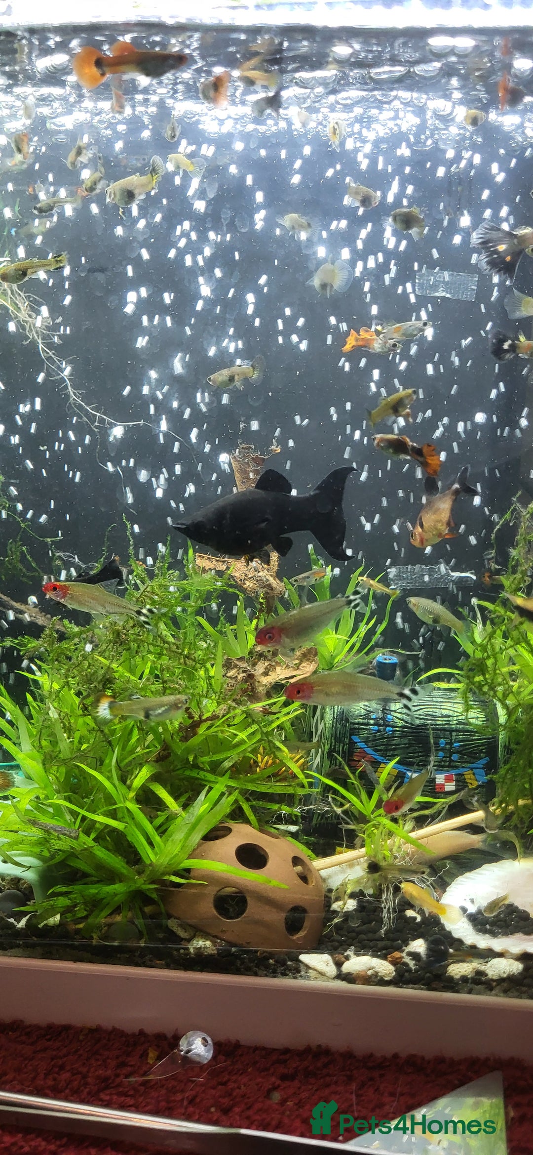 Barbs fish for sale: Various fish - Image 1