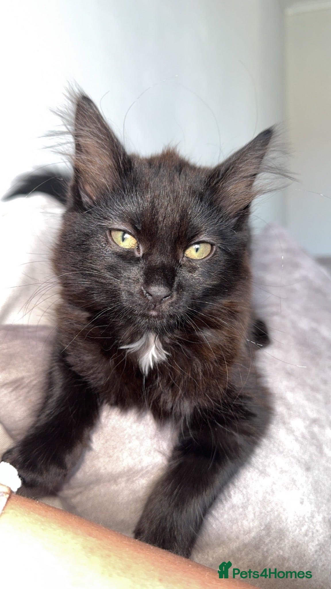 Maine Coon cats Mainecoon cross last female - Advert 5
