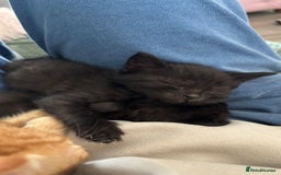 Mixed Breed cats for sale: Beautiful little long haired fluffy black kittens - Image 5