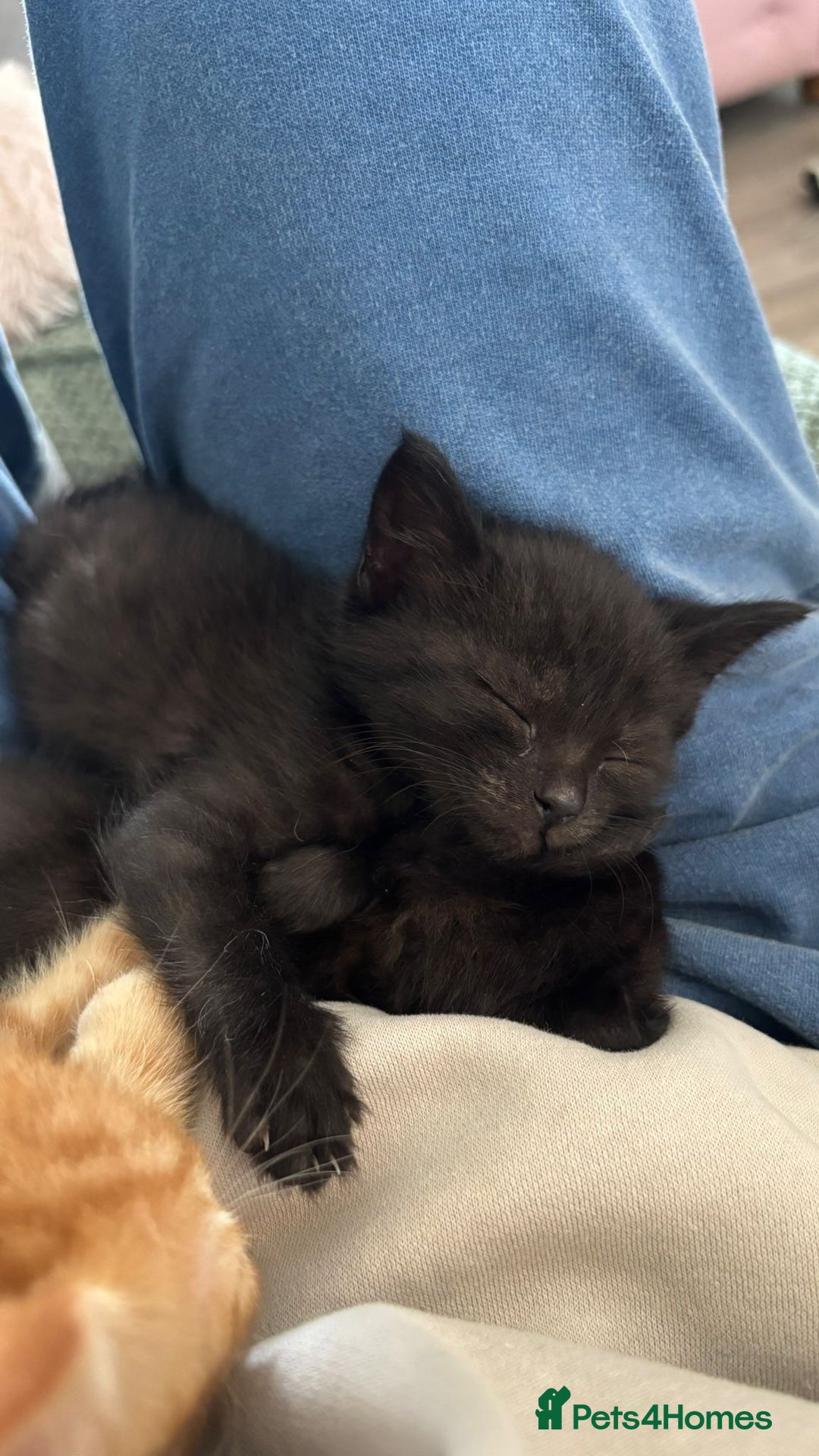Mixed Breed cats for sale: Beautiful little long haired fluffy black kittens - Image 5