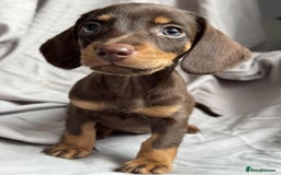 Miniature Dachshund dogs for sale: Mini dachshund puppies - Image 4