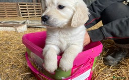 Golden Retriever dogs for sale: Golden retriever puppies for sale - Image 12