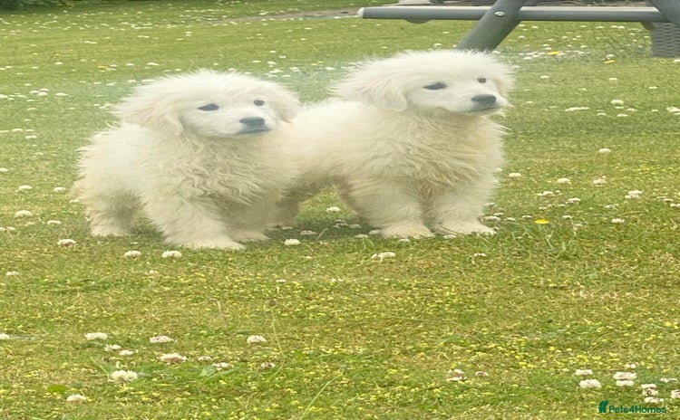 Golden Retriever dogs - Advert 3