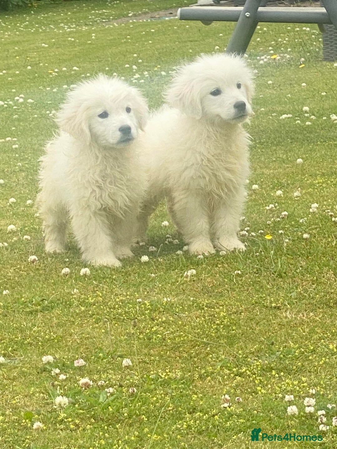 Golden Retriever dogs for sale: Reduced to find them there forever homes   - Image 1