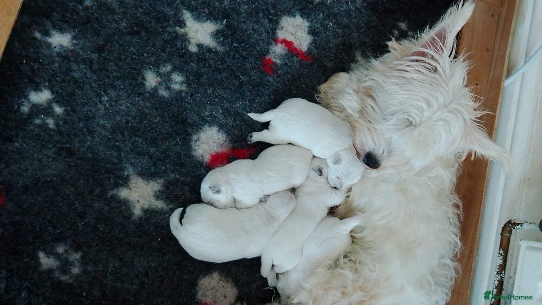 West Highland Terrier dogs for sale: Westie boy and girls - Image 6