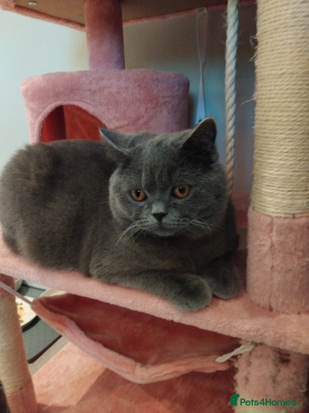 British Shorthair cats for stud: British Shorthair Stud  - Advert 4