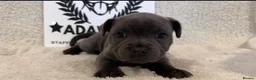 Staffordshire Bull Terrier dogs for sale: %Bloodline Staffordshire Bull Terrier Pups in Rugby - Advert 15