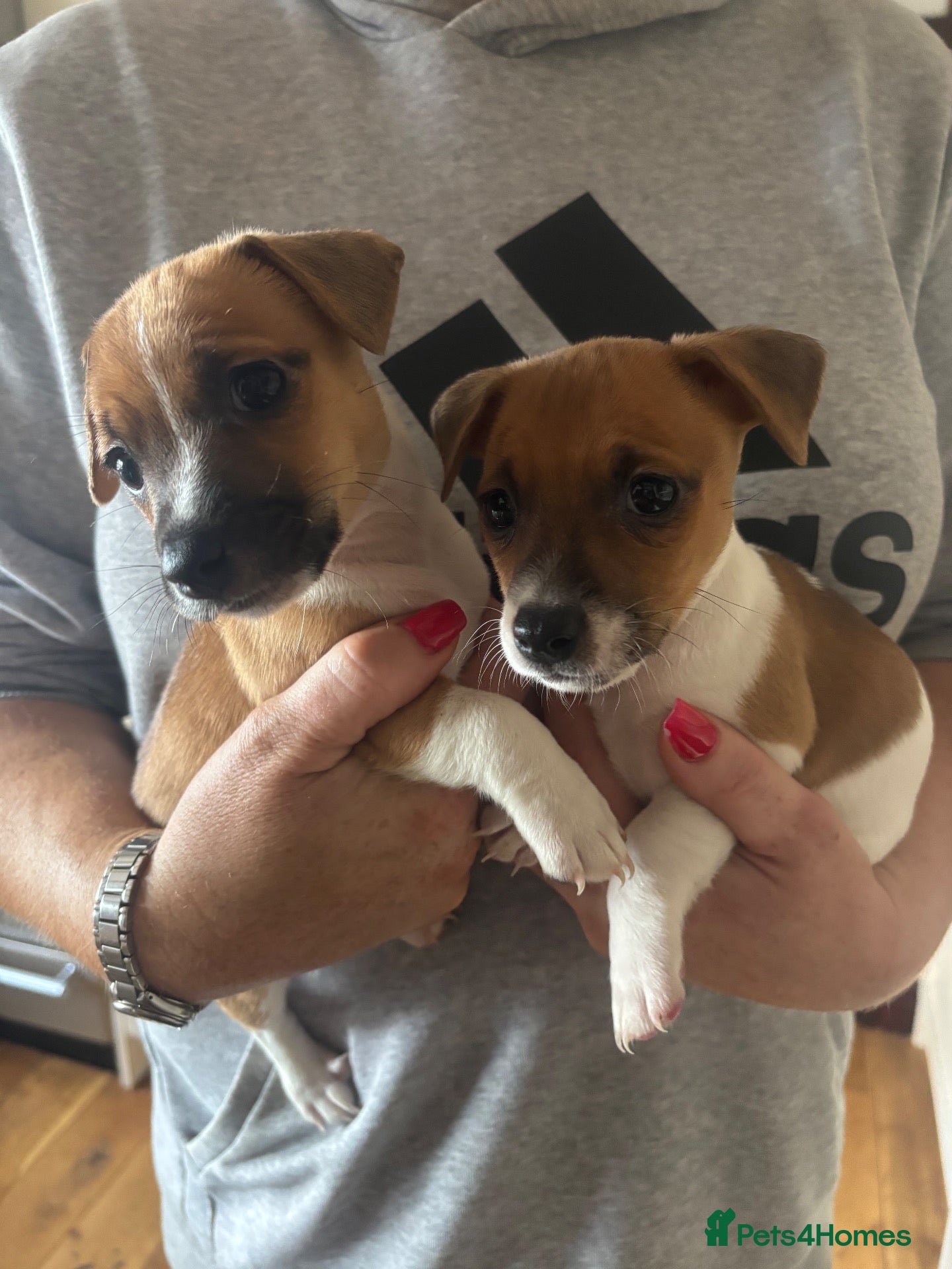 Jack Russell dogs Tan and white  - Advert 6