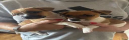 Jack Russell dogs for sale: Tan and white  in Skipton - Advert 1