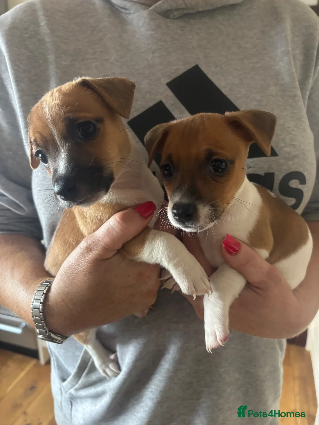 Jack Russell dogs for sale: Tan and white  in Skipton - Advert 1