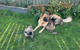 German Shepherd dogs for sale: KC Long Coats Ready To Leave Soon!  - Image 22