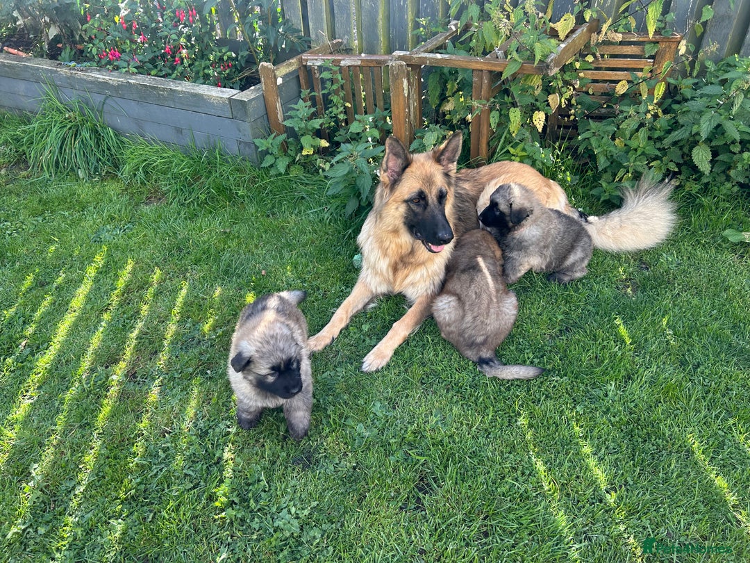 German Shepherd dogs for sale: KC Long Coats Ready To Leave Soon!  - Image 22