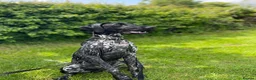 German Shorthaired Pointer dogs for stud: Proven Beautiful Imported GSP in Ashbourne - Advert 7