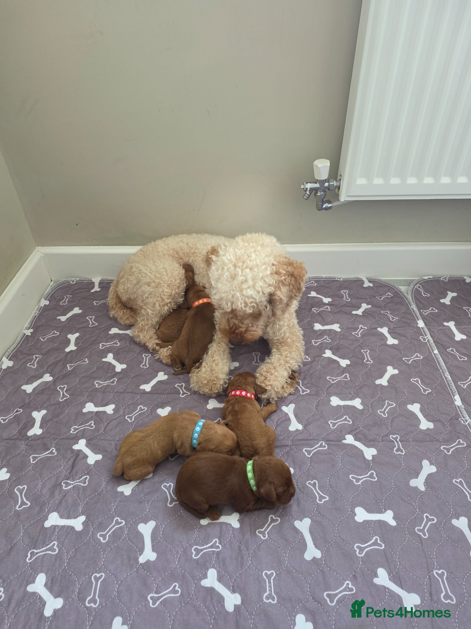 Cockapoo dogs for sale: Cockapoo puppies in Dereham - Advert 6