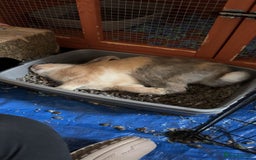 English Lop rabbits for sale: Matilda the lop-ear bunny  - Image 7