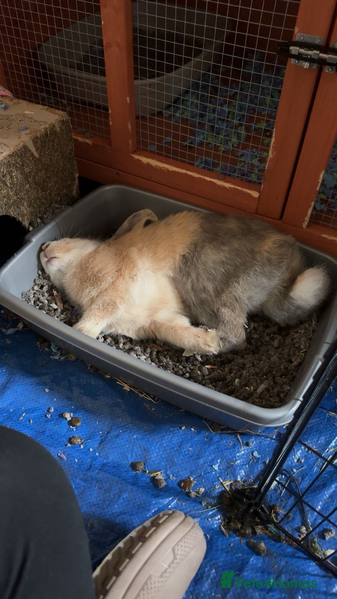 English Lop rabbits for sale: Matilda the lop-ear bunny  - Image 7