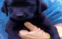 Labrador Retriever dogs for sale: Loving active homes wanted in Axminster - Image 21