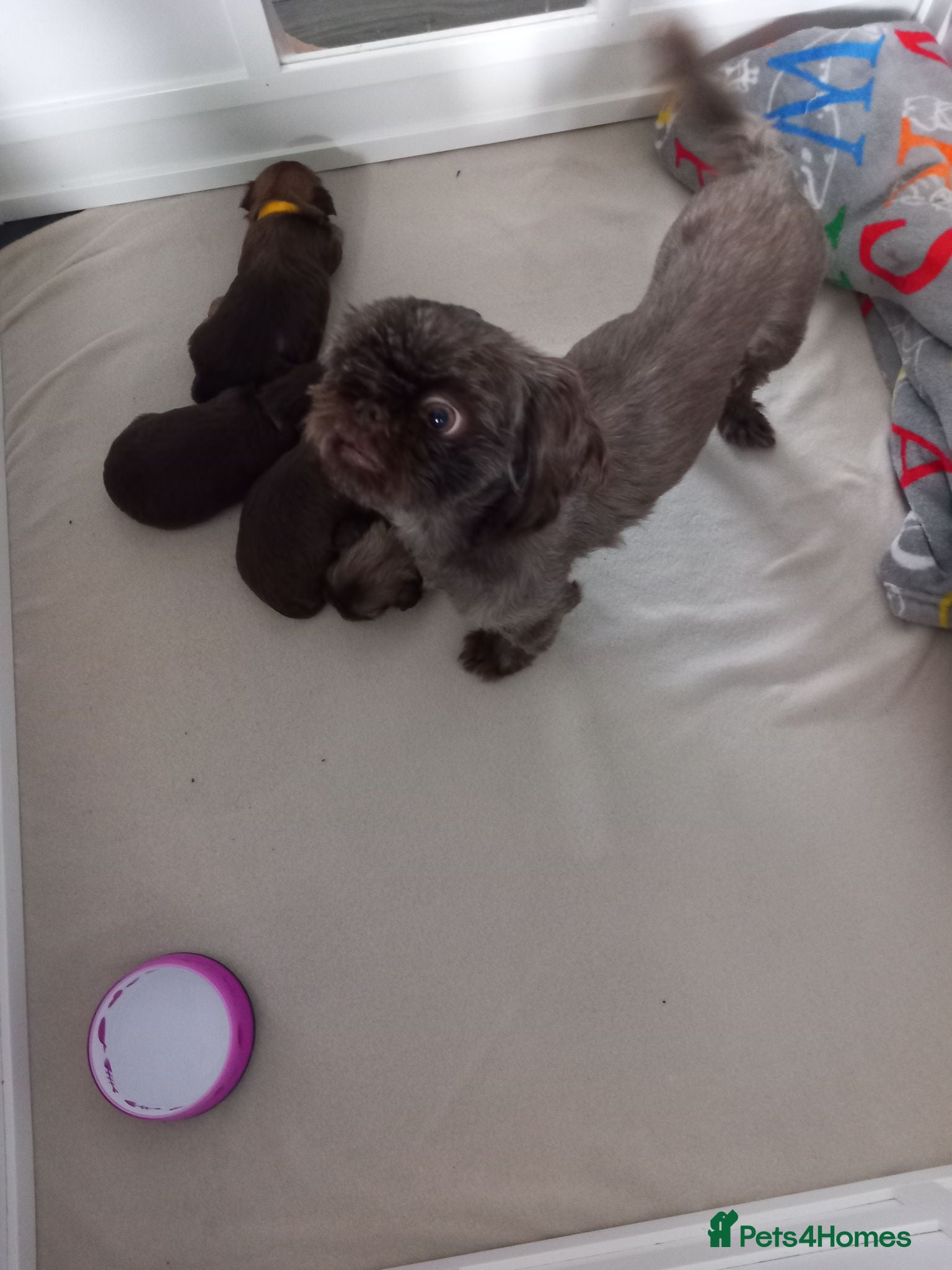 Shih Tzu dogs Shih tzu  - Advert 1