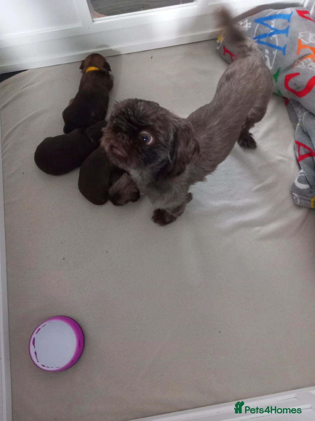 Shih Tzu dogs for sale: Shih tzu  - Advert 1