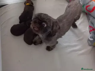 Shih Tzu dogs Stunning Imperial shih tzu - Advert 1