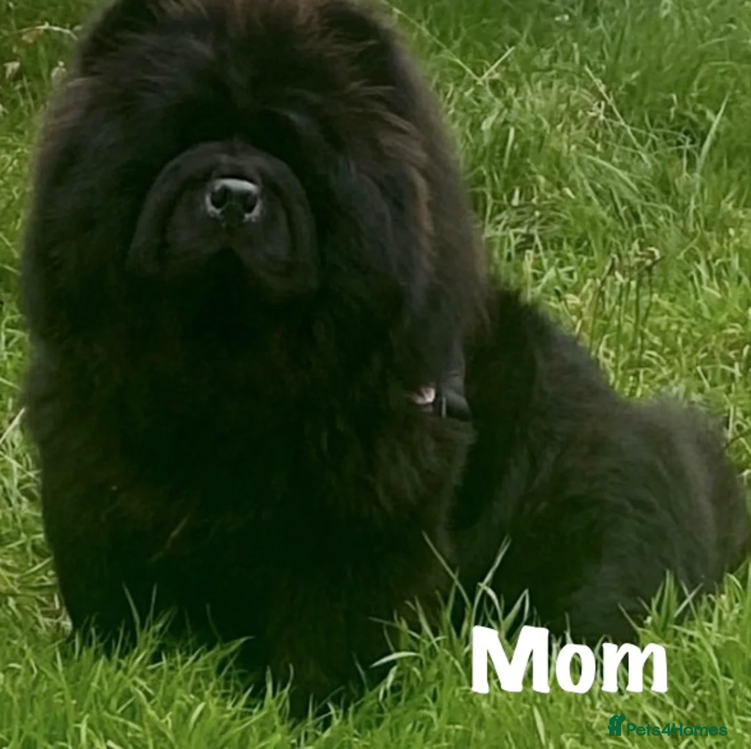 Chow Chow dogs for sale: 🌟QUALITY CHOW CHOW PUPPIES–CHAMPION BLOODLINES🌟 - Advert 14