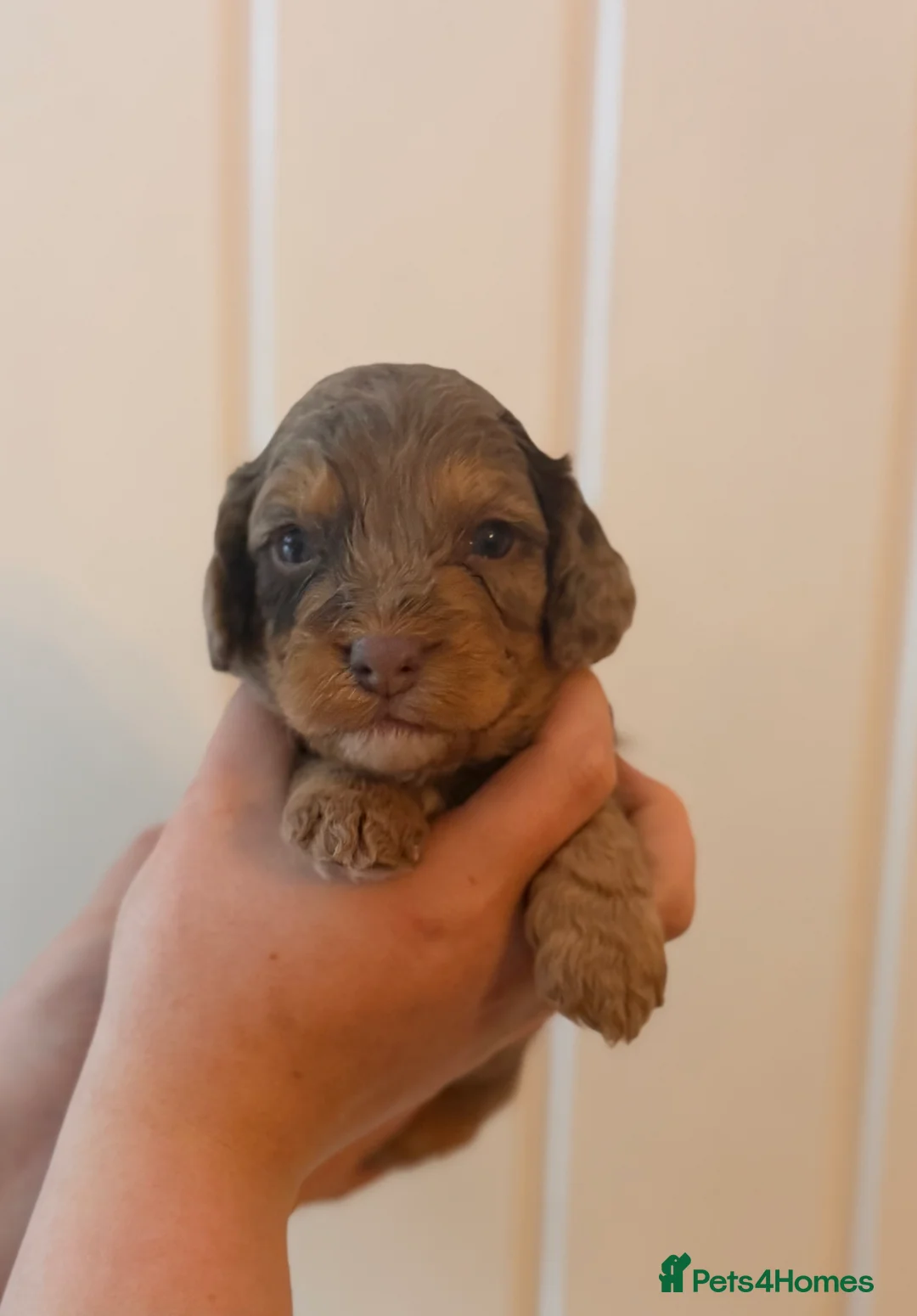 Cockapoo dogs for sale: LAST BOY REDUCED- Health Tested toy cockerpoos  - Advert 32