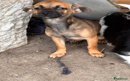 Mixed Breed dogs for sale: 2 beautiful girls ready to go Chihuahua X terrier - Image 6