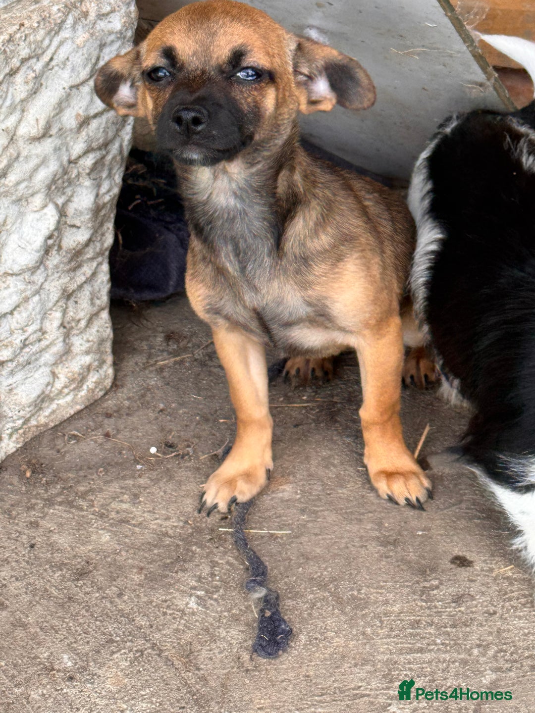 Mixed Breed dogs for sale: 2 beautiful girls ready to go Chihuahua X terrier - Image 6