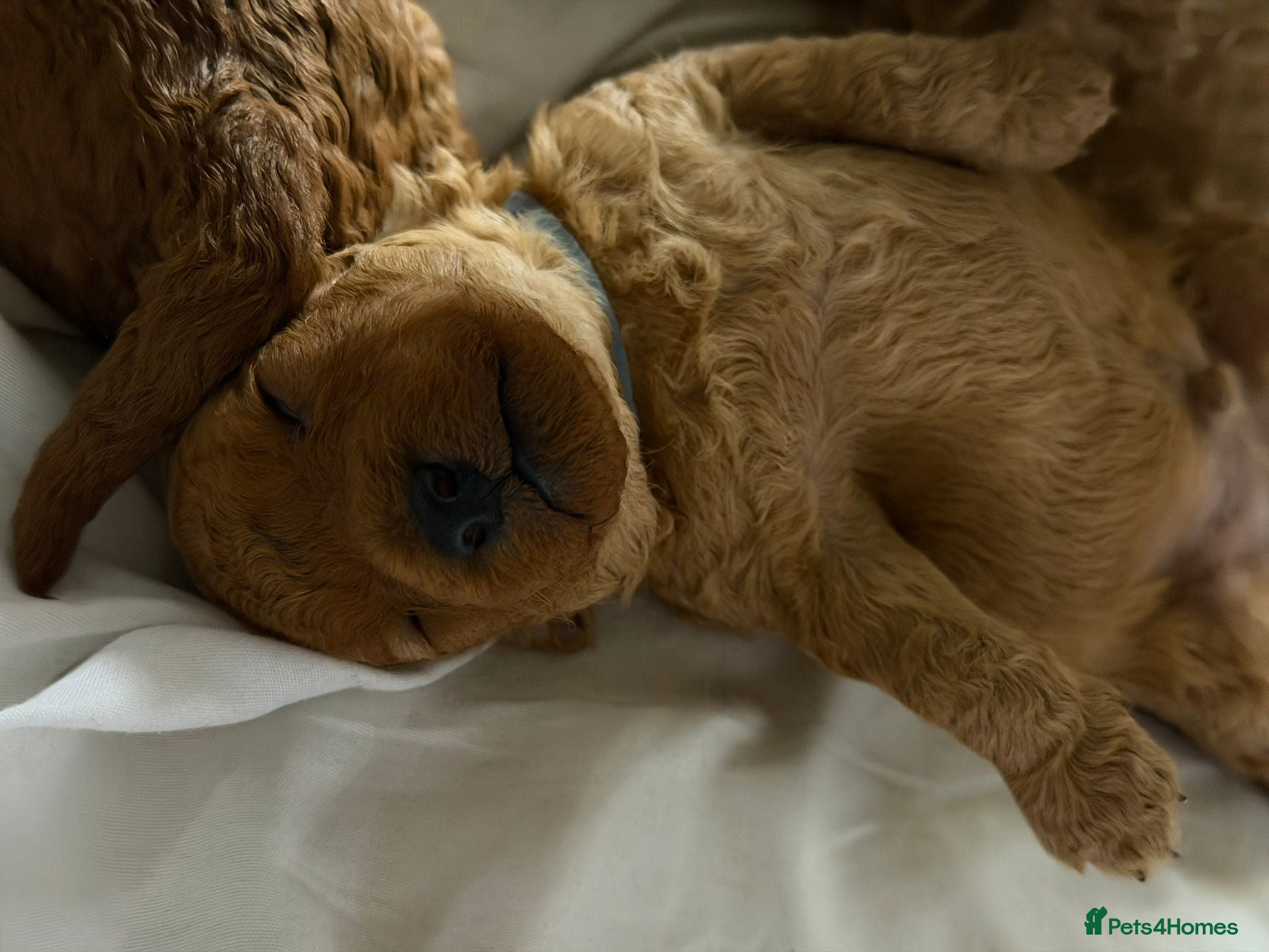 Miniature Poodle dogs for stud: Proven Pedigree Miniature Poodle Stud  - Advert 5