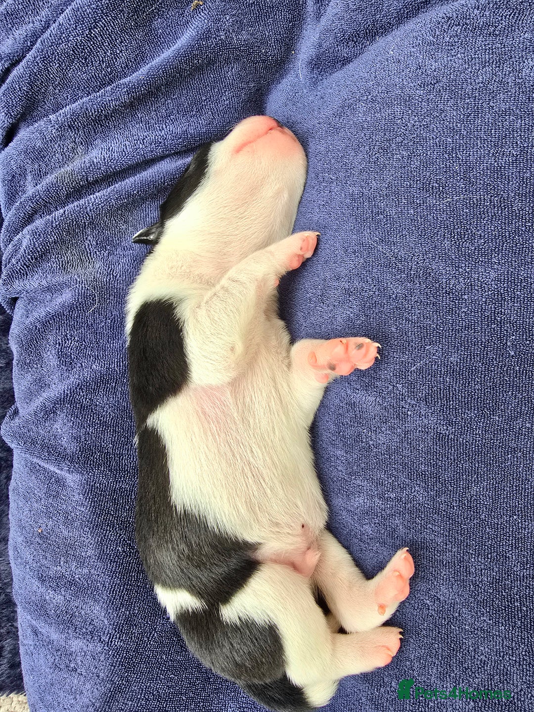 Mixed Breed dogs for sale: Short haired Collie pups - Image 18