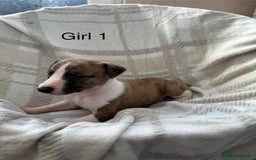 Whippet dogs for sale: Beautiful kc registered whippets - Image 2