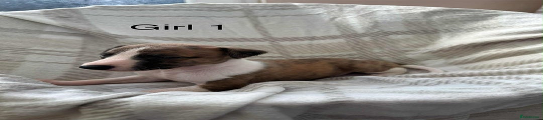 Whippet Puppy 1
