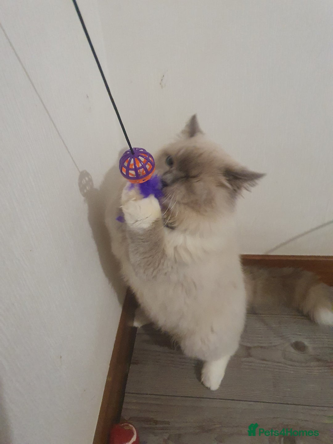 Ragdoll cats for sale: 6.5Months RagdollBoys - Advert 5