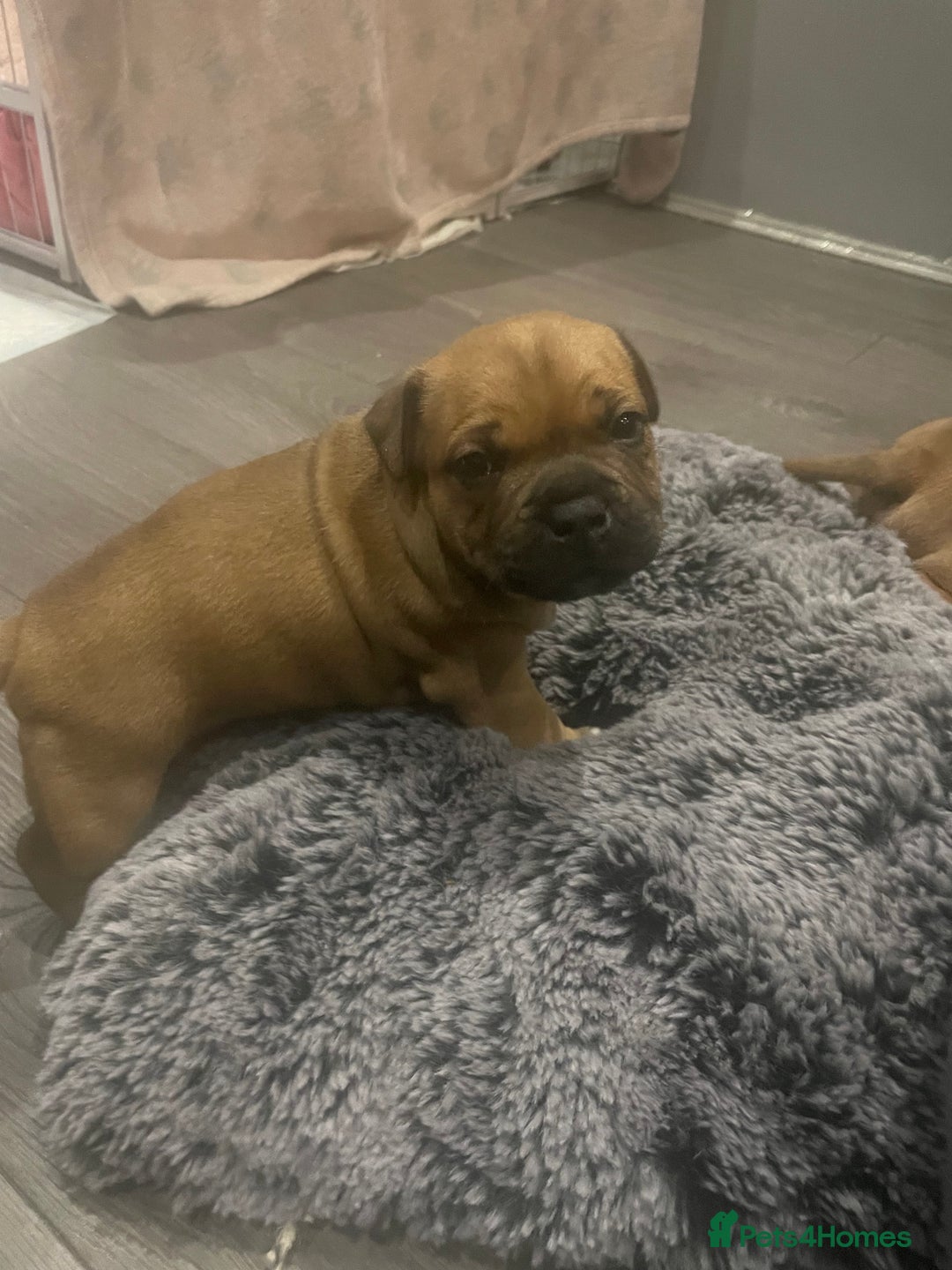 Staffordshire Bull Terrier dogs for sale: Beautiful chunky red staffys  - Advert 17
