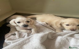 Dachshund dogs for sale: Stunning male Dachshund puppies  - Image 24