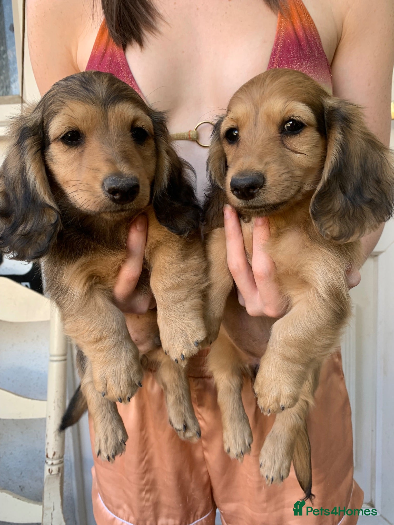 Dachshund dogs Ready now top quality KC Reg - Advert 3
