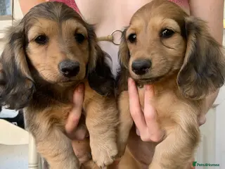Dachshund dogs Ready now top quality KC Reg - Advert 3