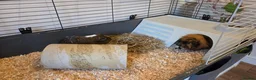 Guinea Pig rodents for sale: 2x Guinea pigs  - Advert 11