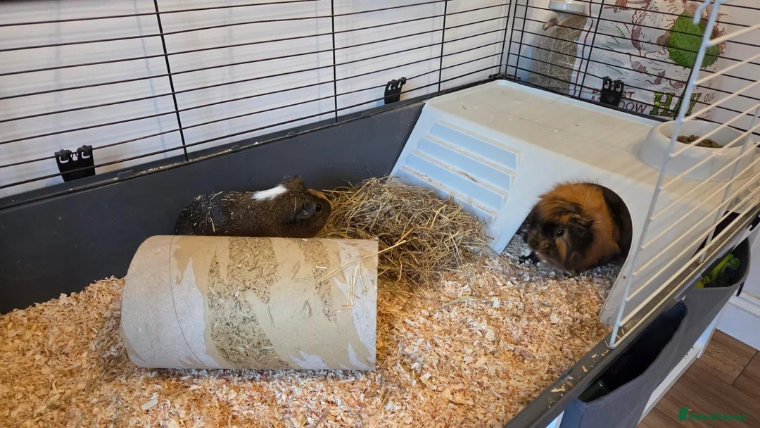 Guinea Pig rodents for sale: 2x Guinea pigs  - Advert 11