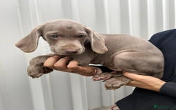 Weimaraner dogs for sale: Stunning Weimaraner pups (KC Registered pedigree)  - Image 22