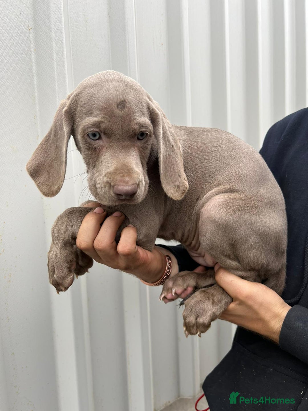 Weimaraner dogs for sale: Stunning Weimaraner pups (KC Registered pedigree)  - Image 22