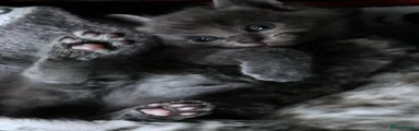 Russian Blue 1 Girl, very affectionate