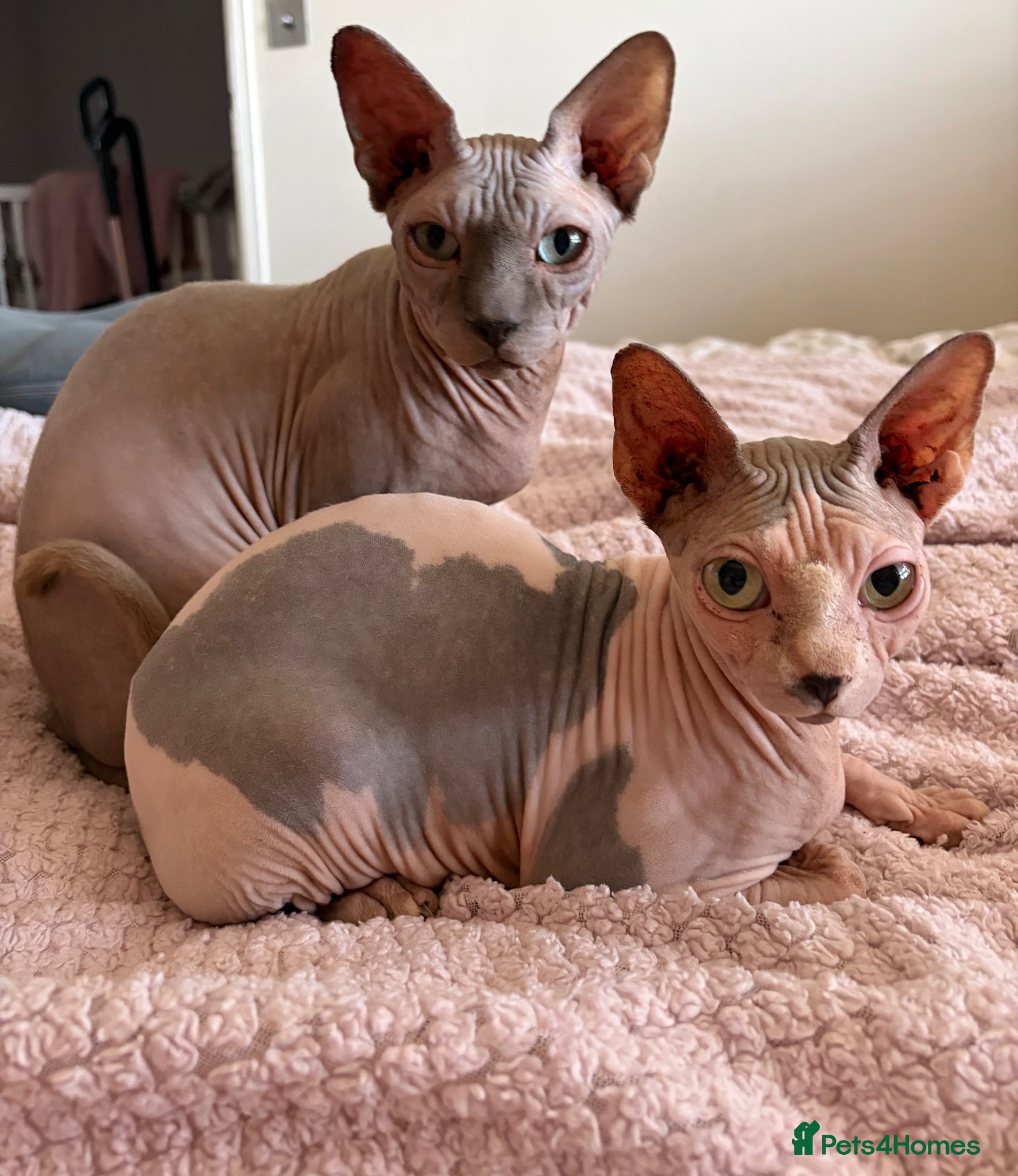 Sphynx cats Piggy & Cruella 3 year old bonded Sphynx cats  - Advert 2