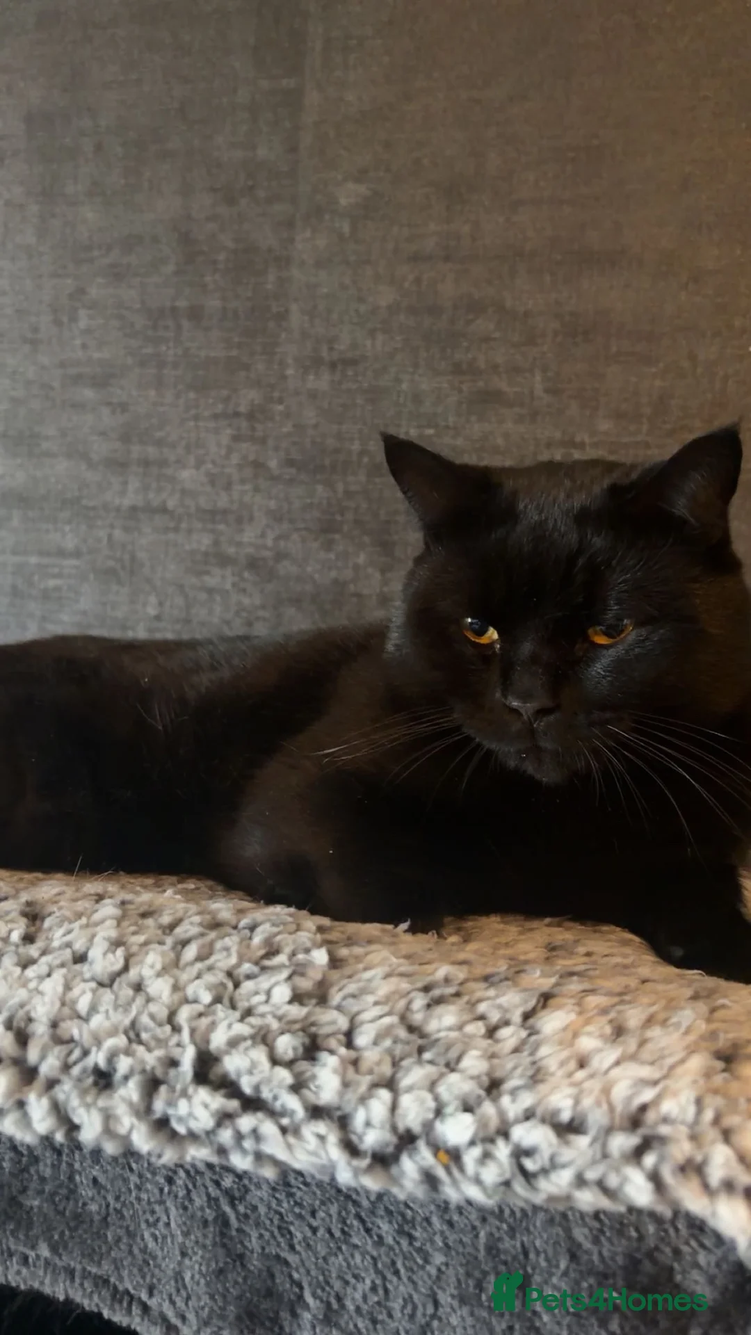 British Shorthair cats for stud: BSH Bear in Grays - Advert 2