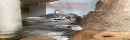 Maine Coon cats for sale: Adorable Maine Coon Kittens  - Advert 6